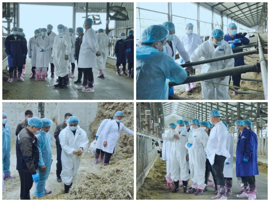 万象城（中国）丨国家奶牛产业技术体系首席科学家、中国农业大学教授李胜利一行莅临万象城（中国）鲁山瑞亚参观调研